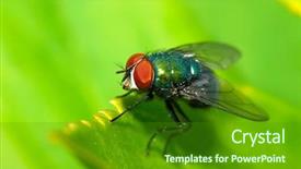  Presentation with fly - PPT theme enhanced with fly on leaf outdoor background and a tawny brown colored foreground