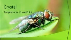  Presentation with fly - PPT theme consisting of fly outdoor on plant background and a yellow colored foreground