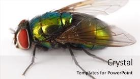  Presentation with fly - Cool new presentation with fly over white backdrop and a light gray colored foreground