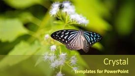  Presentation with fly - PPT theme featuring fly-shot-of-a-black background and a tawny brown colored foreground