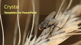  Presentation with fly - Presentation design consisting of fly-sits-on-a-spikelet background and a tawny brown colored foreground