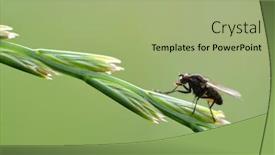  Presentation with blade - Amazing slide set having fly-sitting-on-grass-blade backdrop and a mint green colored foreground