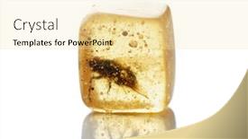  Presentation with fly - Slide set featuring fly-trapped-in-wood-resin background and a blonde colored foreground