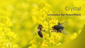  Presentation with honey bee - Audience pleasing slide deck consisting of fly-with-honey-bee backdrop and a gold colored foreground