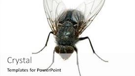  Presentation with fly - Audience pleasing PPT layouts consisting of fly backdrop and a white colored foreground