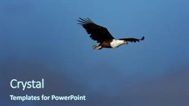  Presentation with eagle flying - Theme consisting of flying african fish eagle against cloudy sky background and a ocean colored foreground