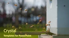  Presentation with honey bee hive - Slide set enhanced with flying at bee hive background and a tawny brown colored foreground