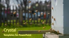  Presentation with honey bee hive - Presentation theme consisting of flying at bee hive background and a tawny brown colored foreground