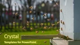  Presentation with honey bee hive - Colorful presentation theme enhanced with flying at bee hive backdrop and a tawny brown colored foreground