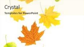  Presentation with barberry - Theme with flying autumn leaves of a birch maple and barberry isolated on white background background and a blonde colored foreground