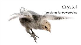  Presentation with hamburg - Amazing PPT layouts having flying away - hamburg chicken in flight 8 backdrop and a  colored foreground