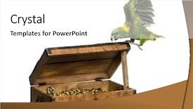  Presentation with pirate - Slides with flying away - yellow-crowned amazon on a pirate background and a white colored foreground