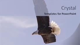  Presentation with eagle flying - Beautiful slide set featuring flying-bald-eagle-in-missouri backdrop and a light blue colored foreground