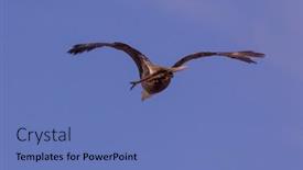  Presentation with bald eagle flying - Presentation design with flying-bald-eagle-in-missouri background and a teal colored foreground