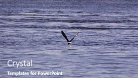  Presentation with bald eagle flying - Colorful presentation theme enhanced with flying-bald-eagle-in-missouri backdrop and a light blue colored foreground