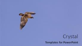 Presentation with bald eagle flying - Slide set having flying-bald-eagle-in-missouri background and a light blue colored foreground