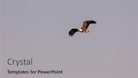  Presentation with eagle flying - Audience pleasing presentation design consisting of flying-bald-eagle-in-missouri backdrop and a light gray colored foreground