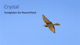  Presentation with bee - Colorful presentation enhanced with flying bee-eater merops apiaster and the blue sky backdrop and a light blue colored foreground