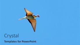  Presentation with bee - PPT theme with flying bee-eater merops apiaster and the blue sky background and a light blue colored foreground