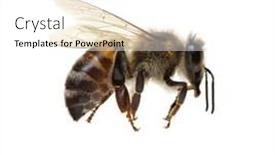  Presentation with bee - Cool new theme with flying-bee-isolated-on-white backdrop and a white colored foreground