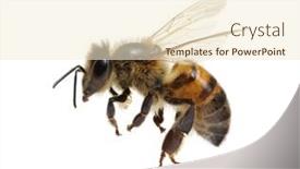  Presentation with bee - Audience pleasing slide deck consisting of flying-bee-isolated-on-white backdrop and a cream colored foreground