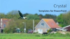  Presentation with dutch - Presentation consisting of flying-blue-heron-at-dutch background and a light blue colored foreground