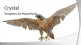  Presentation with peregrine falcon - Cool new PPT theme with flying brown falcon isolated backdrop and a white colored foreground