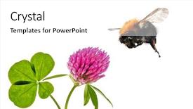  Presentation with bumblebee - Cool new presentation design with flying bumblebee near clover flower backdrop and a white colored foreground