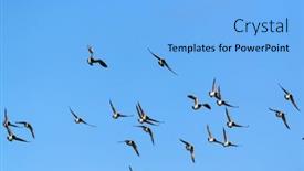  Presentation with geese flying - Theme featuring flying-canadian-geese background and a light blue colored foreground