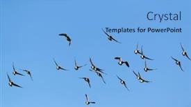  Presentation with geese flying - Presentation theme featuring flying-canadian-geese background and a light blue colored foreground