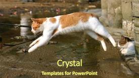  Presentation with cat - Audience pleasing presentation design consisting of kite surfer does a clean turn backdrop and a ocean colored foreground