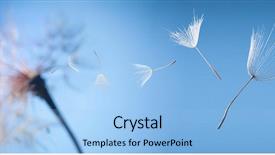  Presentation with dandelion - Theme consisting of flying dandelion seeds background and a light blue colored foreground