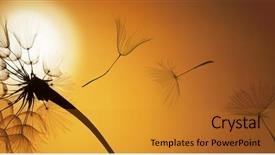  Presentation with dandelion - Presentation consisting of flying dandelion seeds background and a gold colored foreground