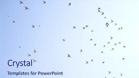  Presentation with dove - Beautiful presentation theme featuring flying dove - pigeons in the sky backdrop and a sky blue colored foreground