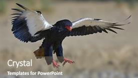  Presentation with kalahari - Amazing PPT theme having semi arid - bateleur terathopius ecaudatus south africa backdrop and a gray colored foreground