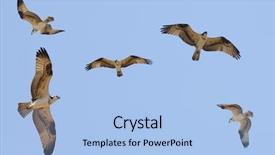  Presentation with soaring - Slides enhanced with soaring eagle - group of osprey in flight background and a light blue colored foreground
