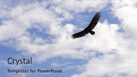  Presentation with soaring - Amazing slides having soaring eagle - hovering bird in the sky backdrop and a light blue colored foreground