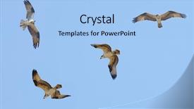  Presentation with flight - Beautiful PPT theme featuring osprey in flight against a blue sky backdrop and a light blue colored foreground