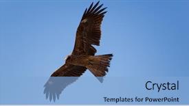  Presentation with eagle flying - Presentation featuring flying eagle in free nature background and a light blue colored foreground