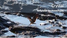  Presentation with eagle flying - Presentation theme enhanced with flying eagle in free nature background and a ocean colored foreground