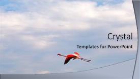  Presentation with flamingo - Colorful presentation enhanced with flying flamingo in kamarg preserve on mediterranean sea coast backdrop and a light blue colored foreground