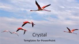  Presentation with mediterranean - Slides enhanced with flying flamingos in kamarg preserve background and a light blue colored foreground