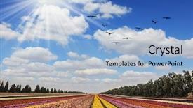  Presentation with gaza - Presentation theme consisting of flying flock of migratory bird background and a light blue colored foreground