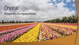  Presentation with gaza - Beautiful PPT theme featuring flying flock of migratory birds backdrop and a light gray colored foreground