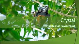  Presentation with branch - Theme consisting of flying fox - bat hanging on a tree background and a  colored foreground