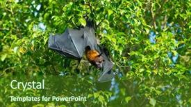  Presentation with branch - PPT theme with flying fox - bat hanging on a tree background and a  colored foreground