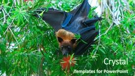  Presentation with branch - Beautiful PPT theme featuring flying fox - bat hanging on a tree backdrop and a forest green colored foreground