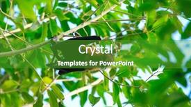  Presentation with branch - PPT theme featuring flying fox - bat hanging on a tree background and a shamrock green colored foreground