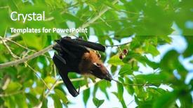  Presentation with branch - Presentation theme having flying fox - bat hanging on a tree background and a tawny brown colored foreground