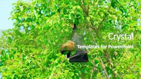  Presentation with fox - Slides having flying fox - bat hanging on a tree background and a tawny brown colored foreground